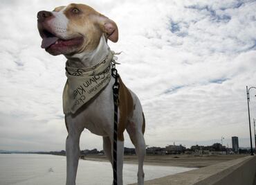¿Cómo cuidar a tu perro durante la cuarentena?